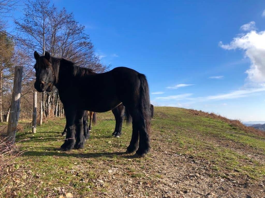 Colle Del Faggio Nature Home Cassego-Villa المظهر الخارجي الصورة